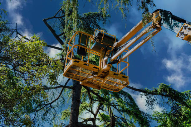 Why Choose Our Tree Removal Services in Minneola, FL?