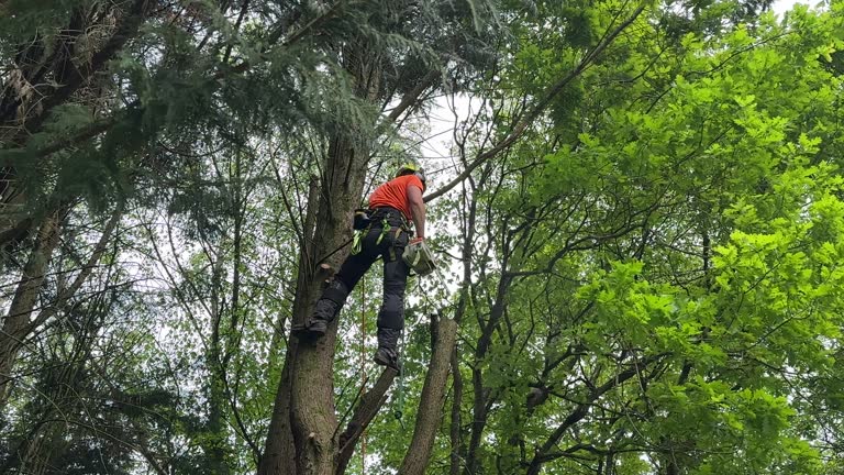 Best Storm Damage Tree Cleanup  in Minneola, FL