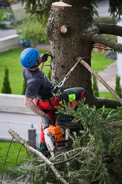 Best Hedge Trimming  in Minneola, FL