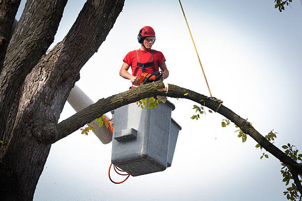 Professional  Tree Services in Minneola, FL